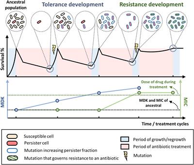 Evolution of Bacterial Tolerance Under Antibiotic Treatment and Its Implications on the Development of Resistance